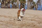 AMSTAFF ADULT 187